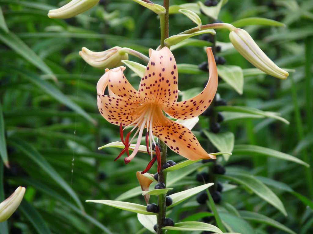 斑点百合 摄影 天接水