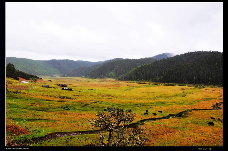 香格里拉风光--高原牧场 摄影 田园笛声