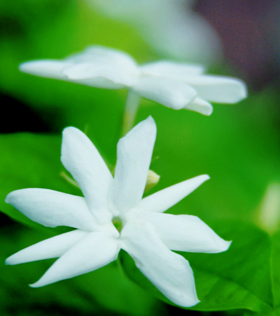 茶花飘香 摄影 天梦