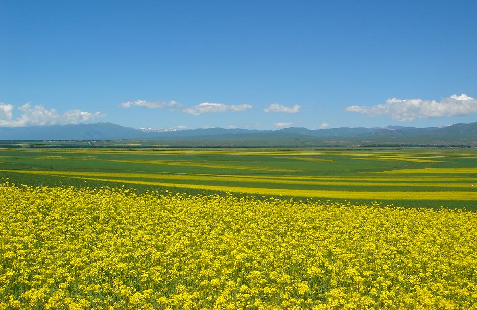 夏日油菜花 摄影 maotuo