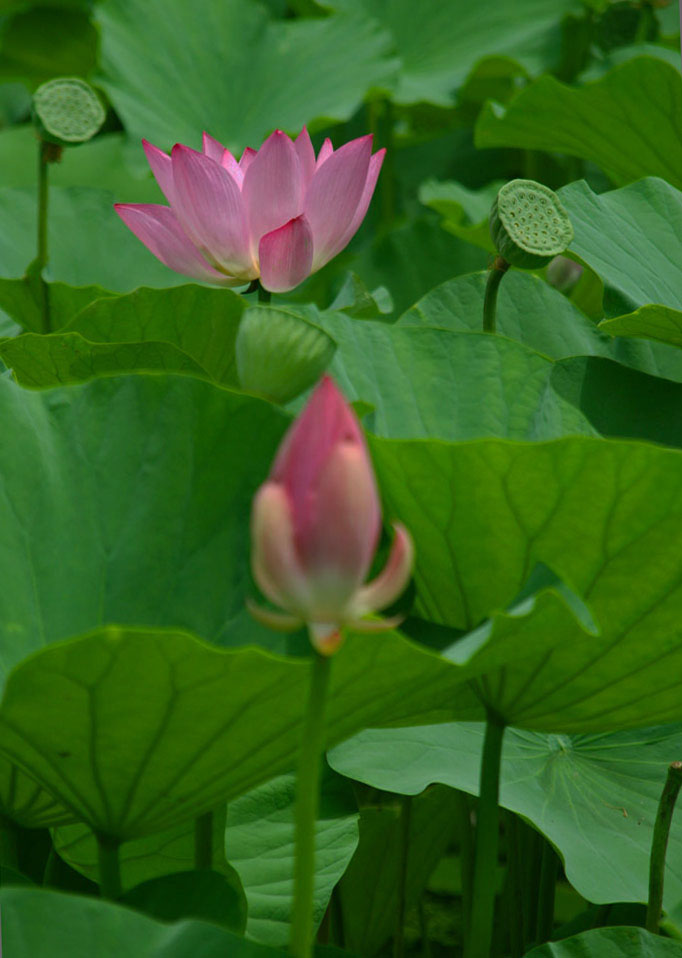 荷花 摄影 LCSY