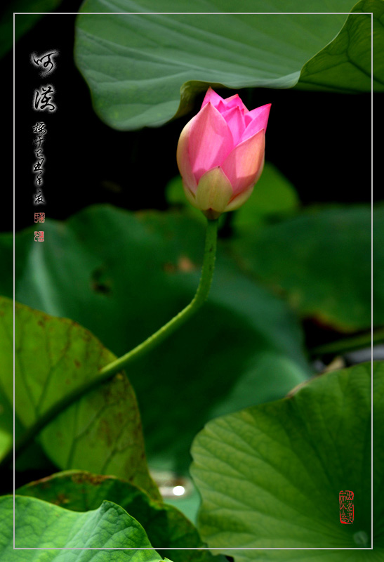 呵护 摄影 林雨