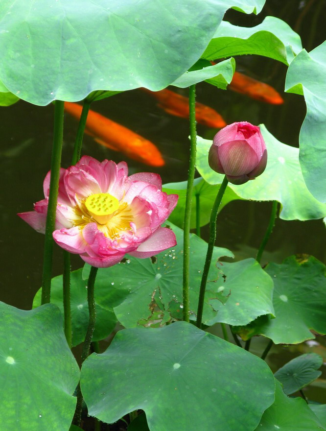 彩锦 摄影 夜雨花仙