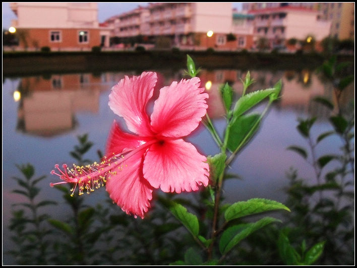 花 摄影 狼刀