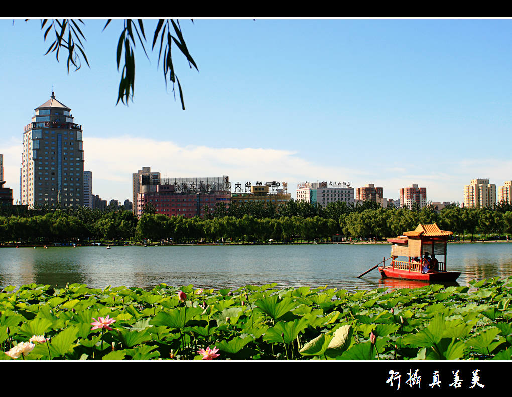 莲花池公园 摄影 玉月