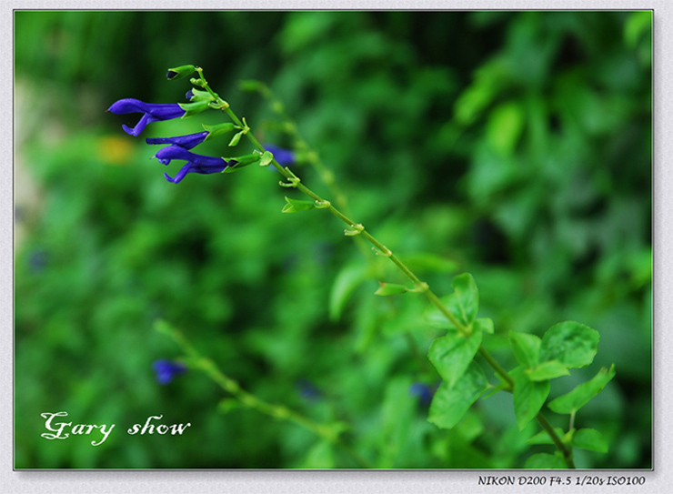 拍花无名 摄影 Gary_qin