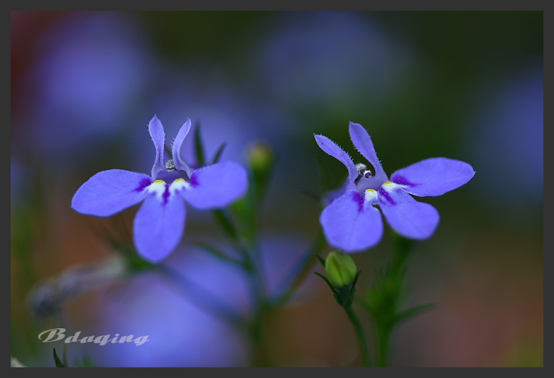 翠蝶花 摄影 Bdaqing