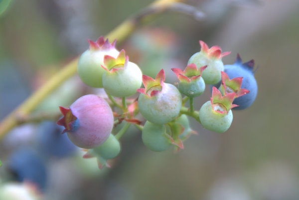 Blueberry season 摄影 seattle