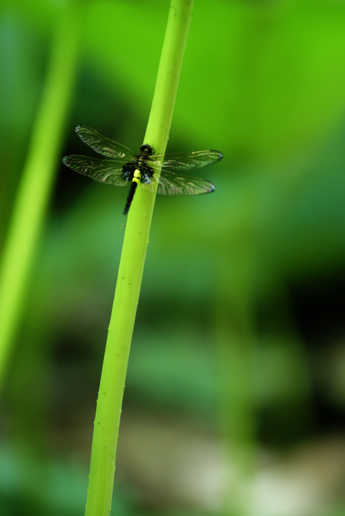 蜻蜓 摄影 黑豆