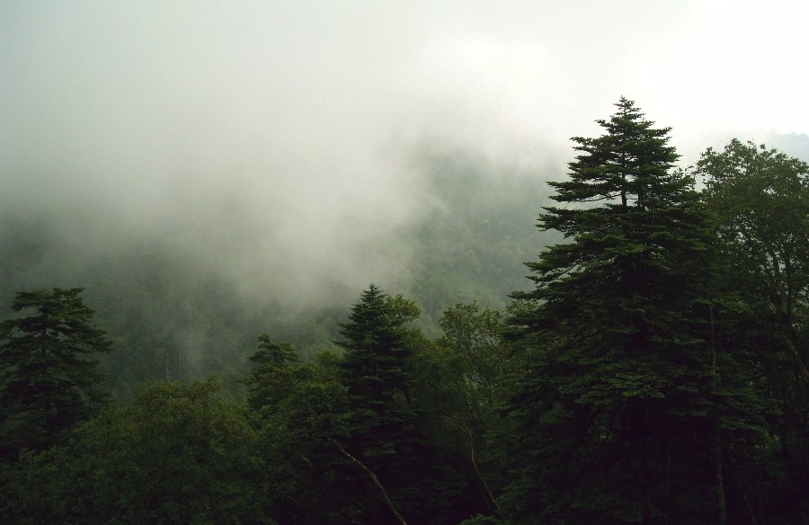 雨中的神农架 摄影 阿戈