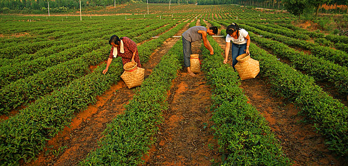 茶园采茶 摄影 lzy9290