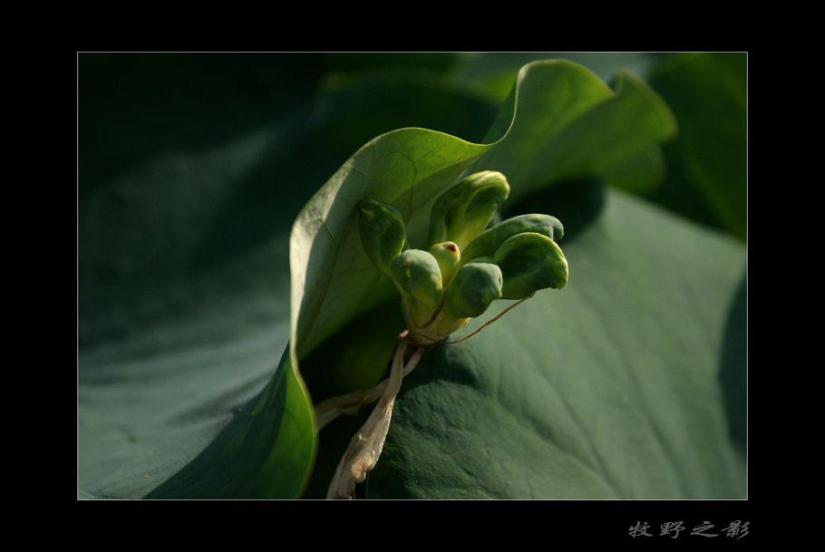 生存 摄影 牧野之影