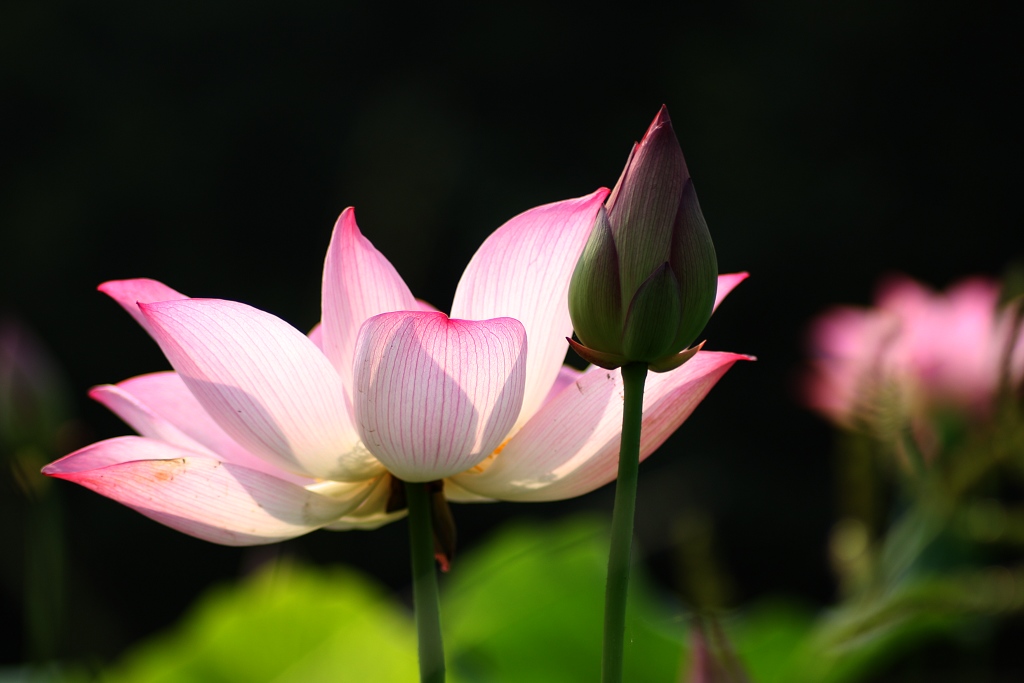 衬托 摄影 冷香茶