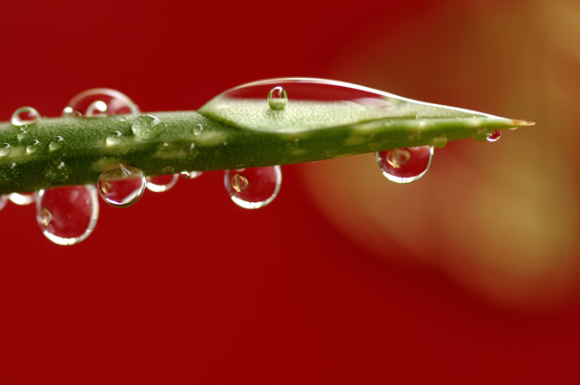 水税 摄影 绿草地