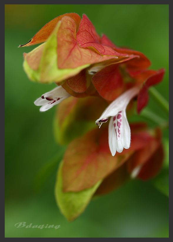 虾衣花 摄影 Bdaqing