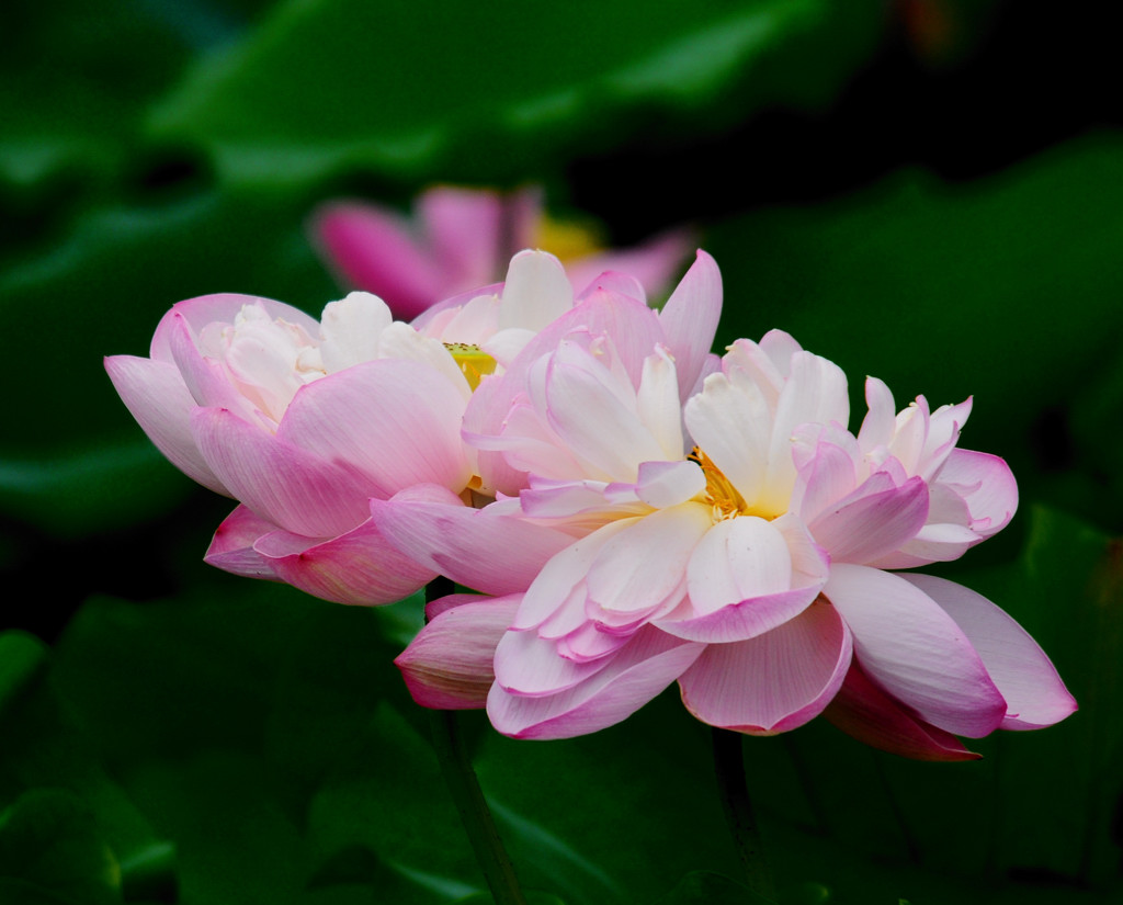 并蒂莲花 摄影 东庵居士