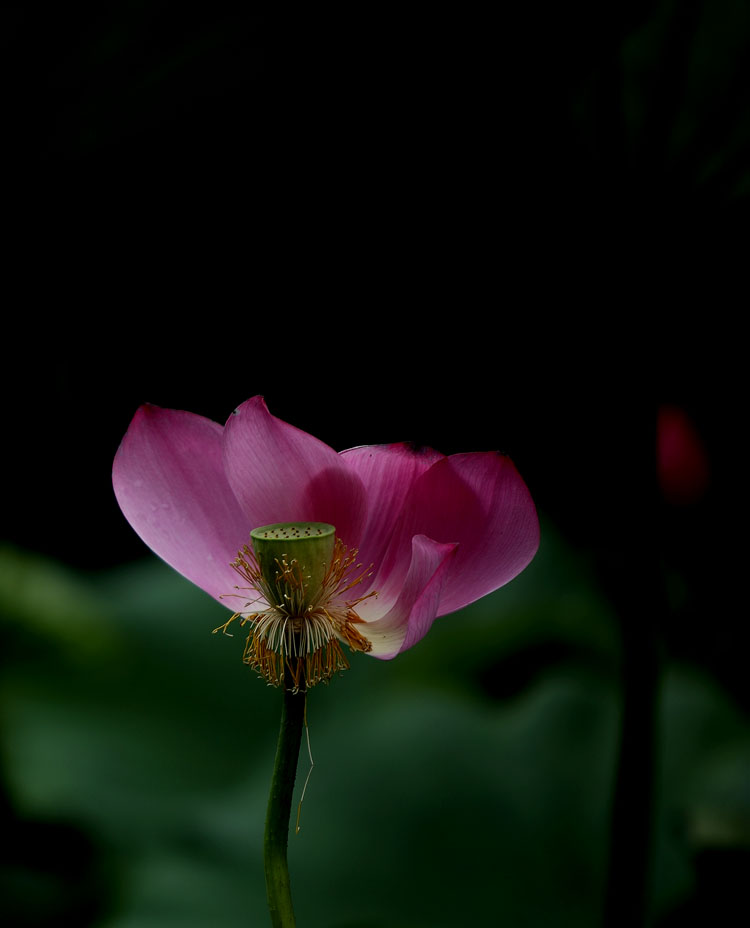 荷花 摄影 秋日明月