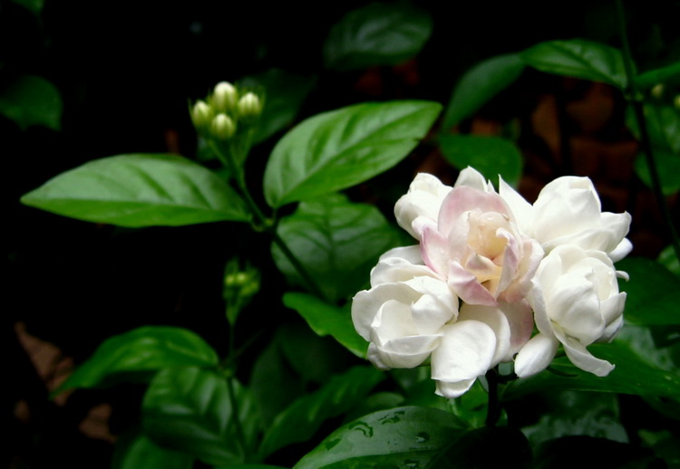 茉莉花 摄影 山云海月