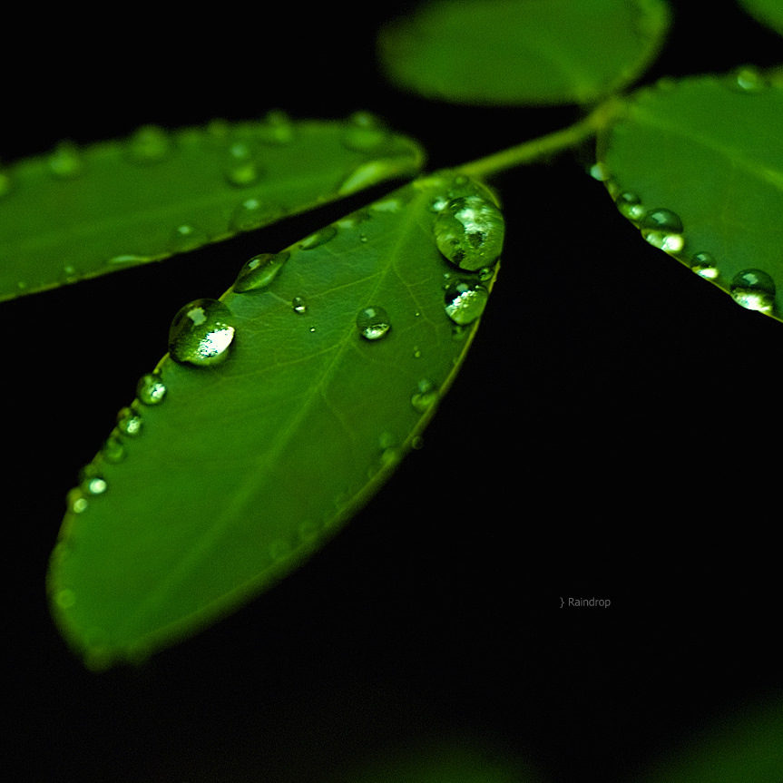 雨后 摄影 igoon