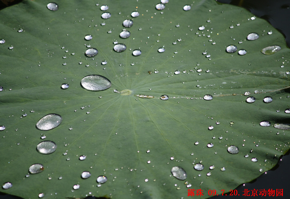 雨后 摄影 bjkaola