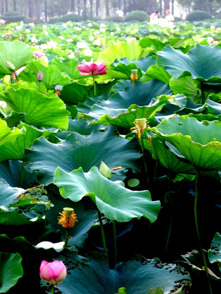 花开时节 摄影 鲤江