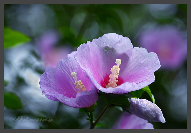 木槿花 摄影 Bdaqing