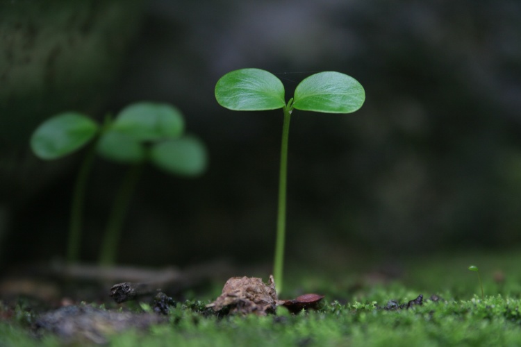 发芽 摄影 列等兵