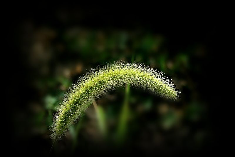 美丽的小草 摄影 小小尼康