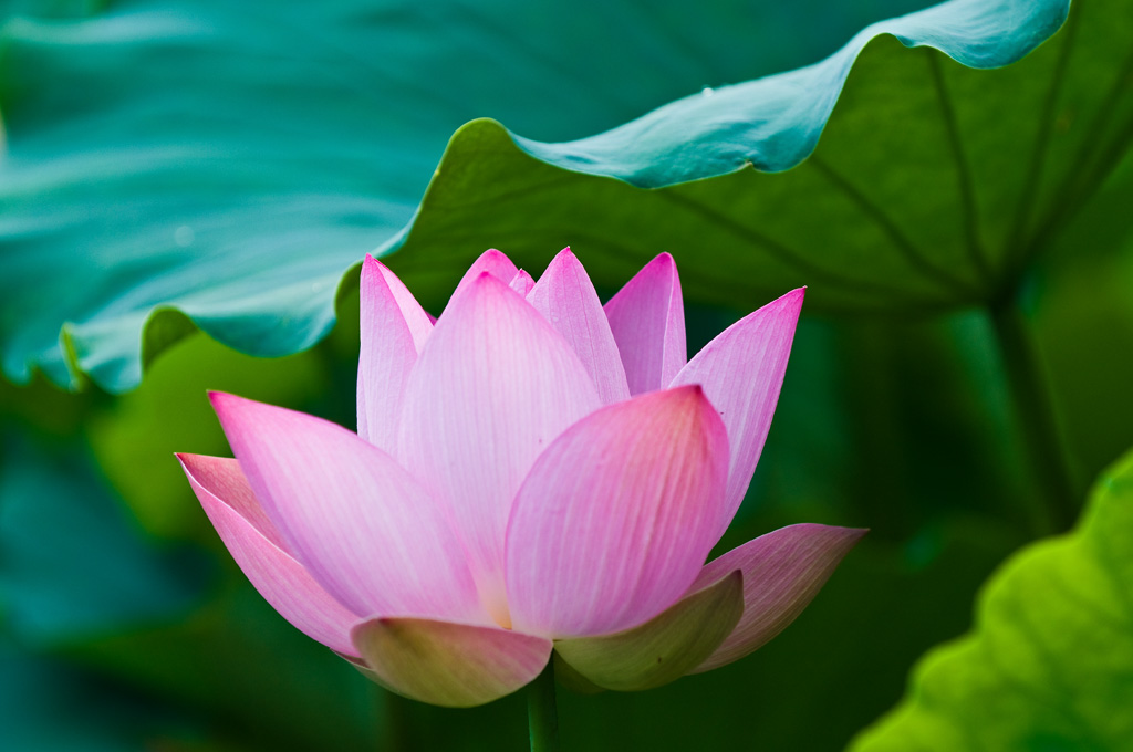 芙蓉花开绿伞间 摄影 太空漫步