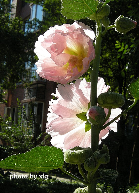 芙蓉 摄影 老怪中原