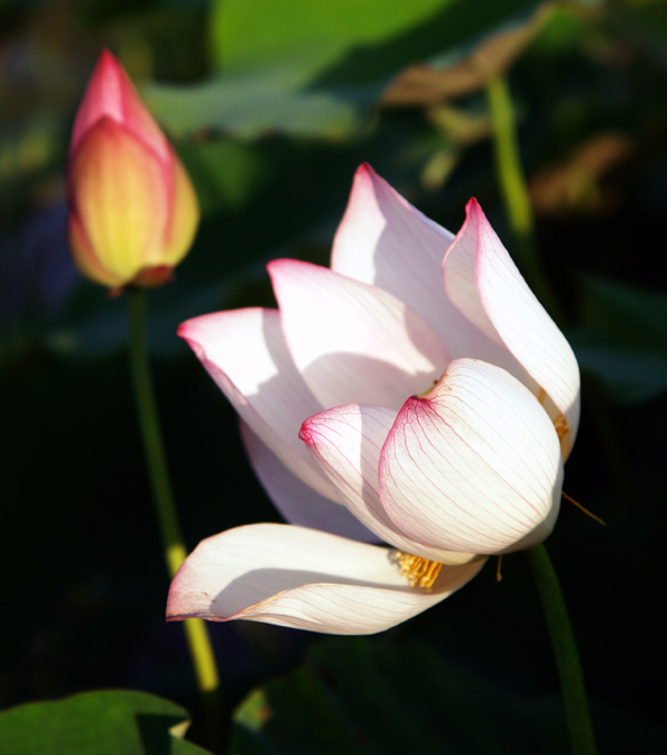 红白莲花共塘开，两般颜色一船香。恰如汉殿三千女，半是浓妆半淡 摄影 老咪