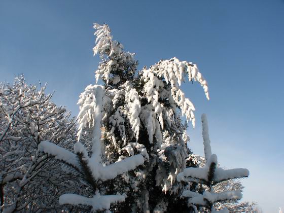 雪淞 摄影 任庆华