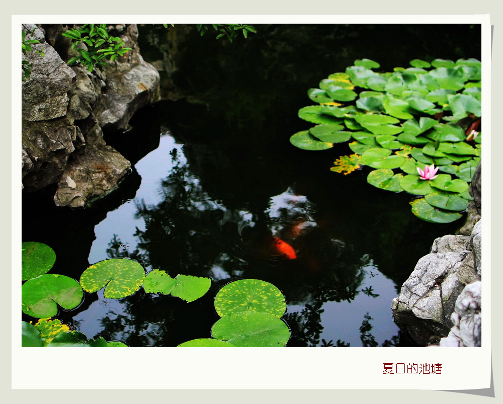 夏天的池塘 摄影 若有所思