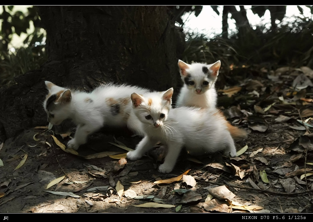 猫图之三 摄影 王冈