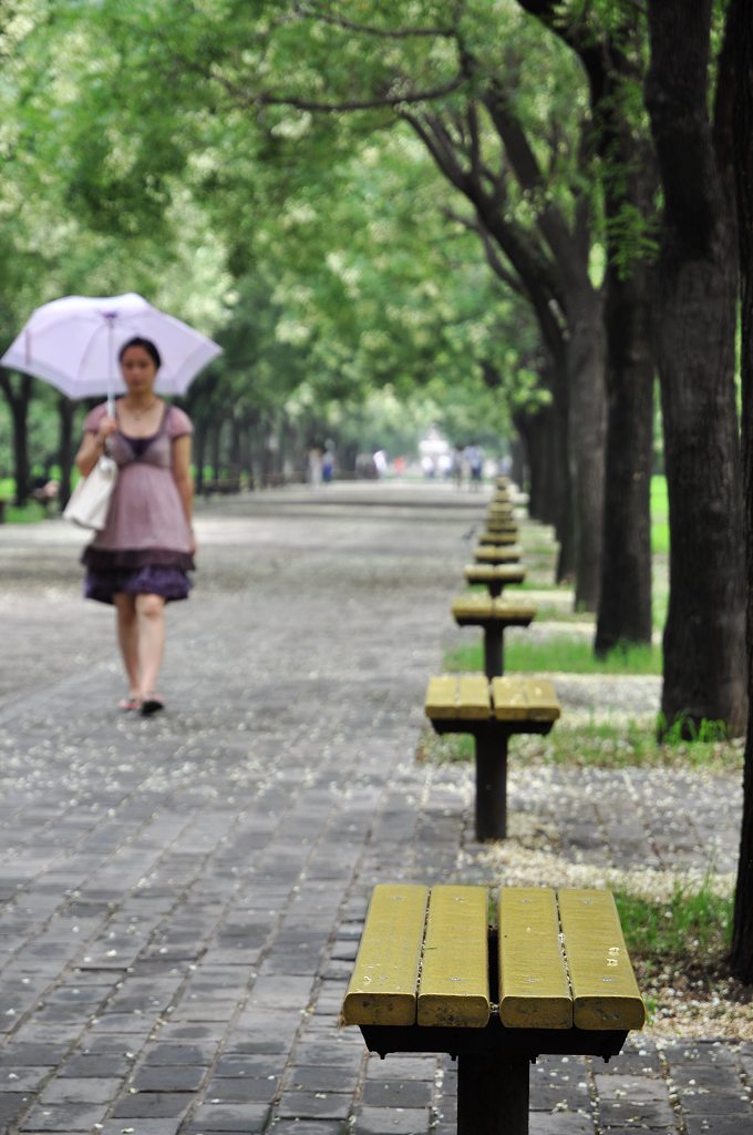 槐花雨 摄影 永恒阳光