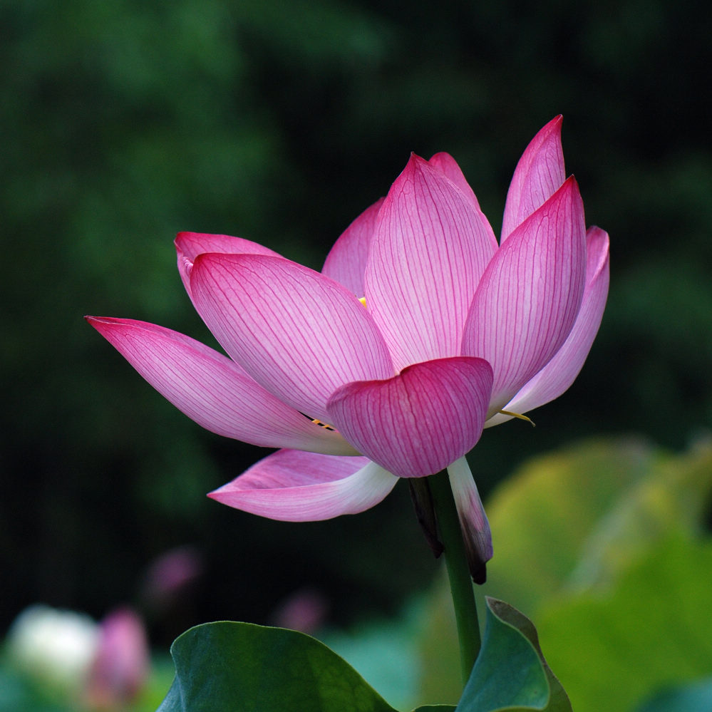 夏荷 (Lotus No. 2009-1 ) 摄影 山头舟