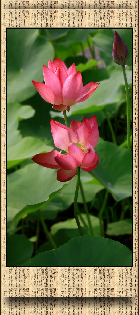 荷韵----《满塘芙蕖美 最爱二三枝》 摄影 长青树