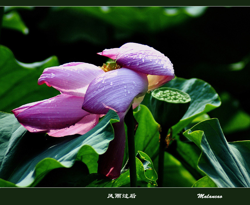 风雨过后 摄影 初级班