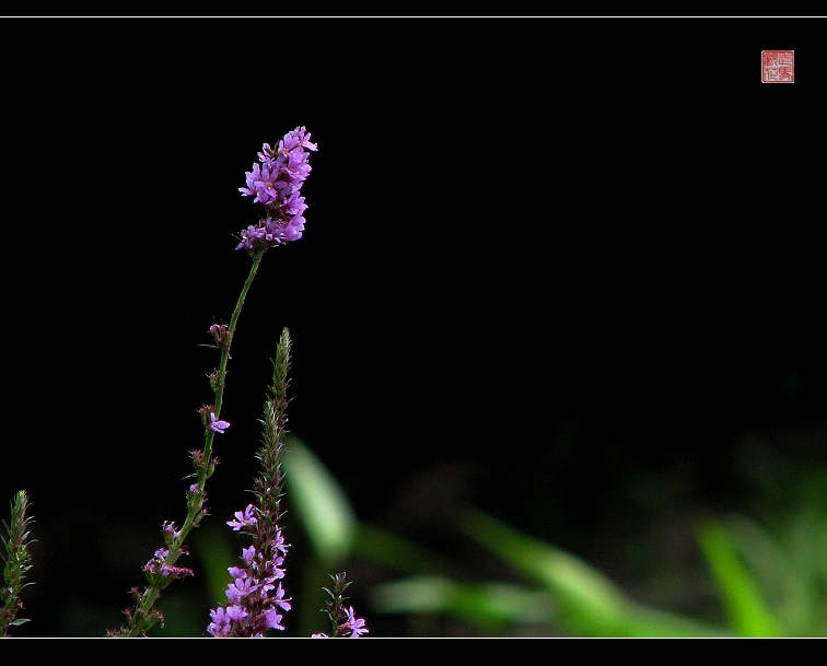 小花 摄影 走马观花