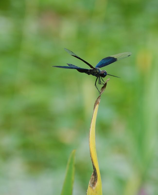 蓝蜻蜓 摄影 碧波荷影