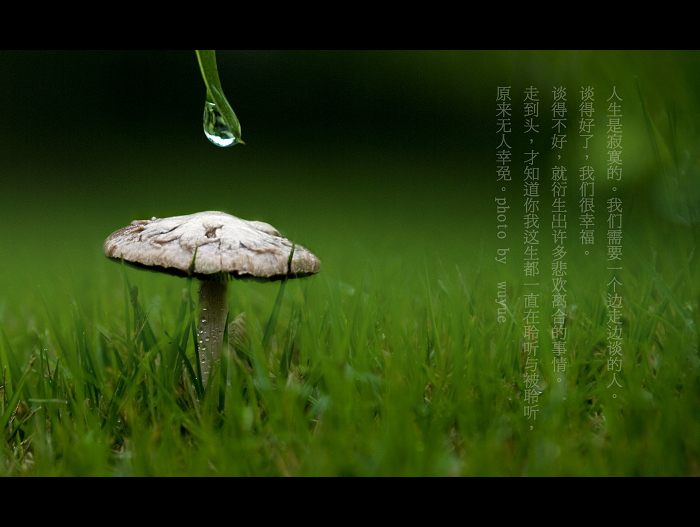 邂逅雨的日子 摄影 若柳舞月