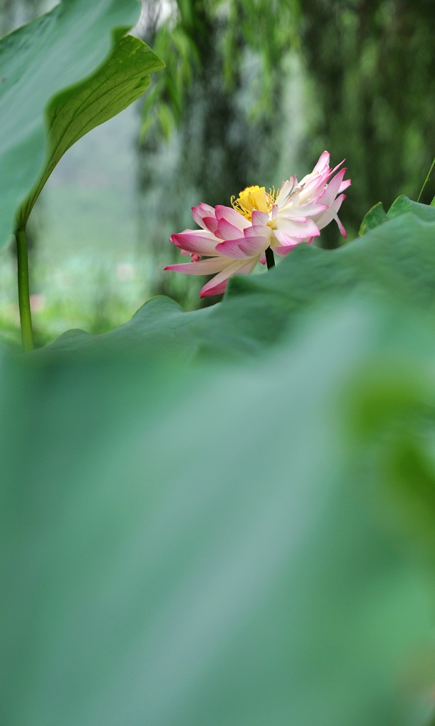 夏色 摄影 永恒阳光