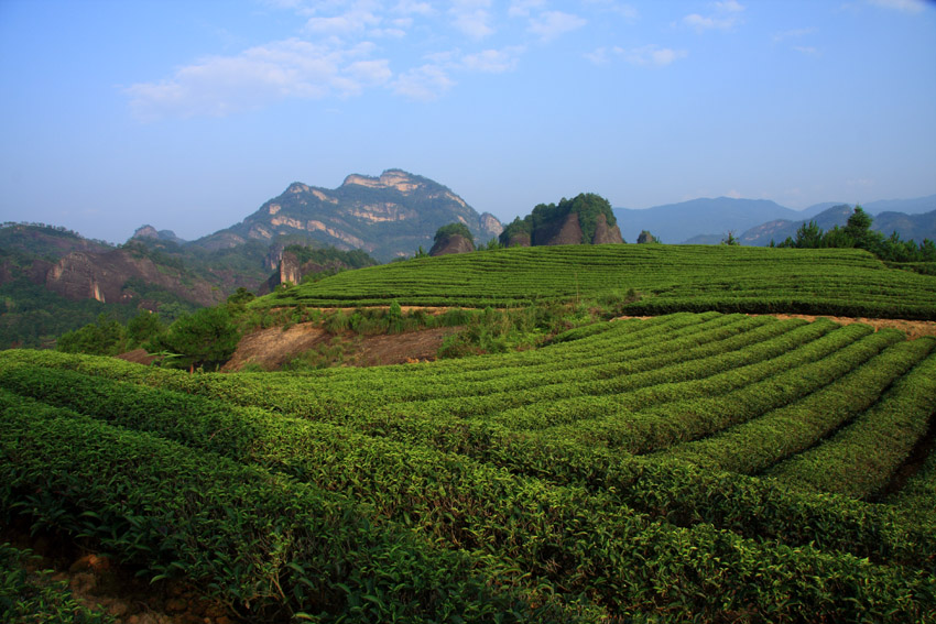 武夷山风光------茶园 摄影 老过