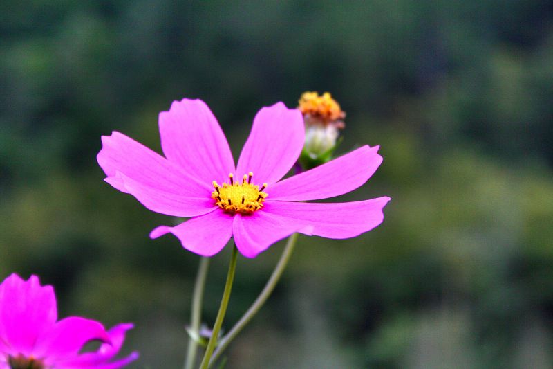 花卉 摄影 红萍