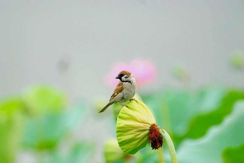 麻雀 摄影 aobentai