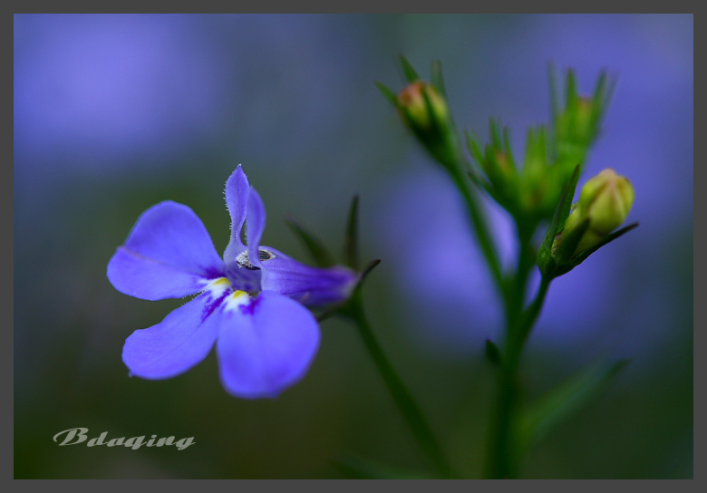 翠蝶花<2> 摄影 Bdaqing