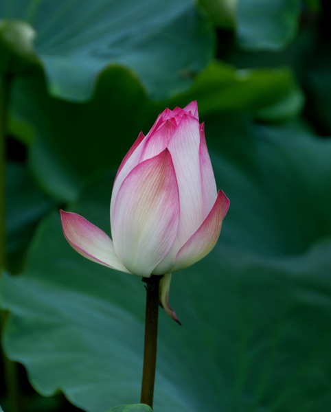 夏日风情 摄影 luomingsheng