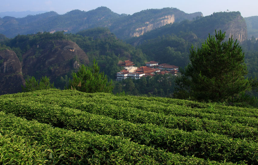 武夷山茶园 摄影 老过