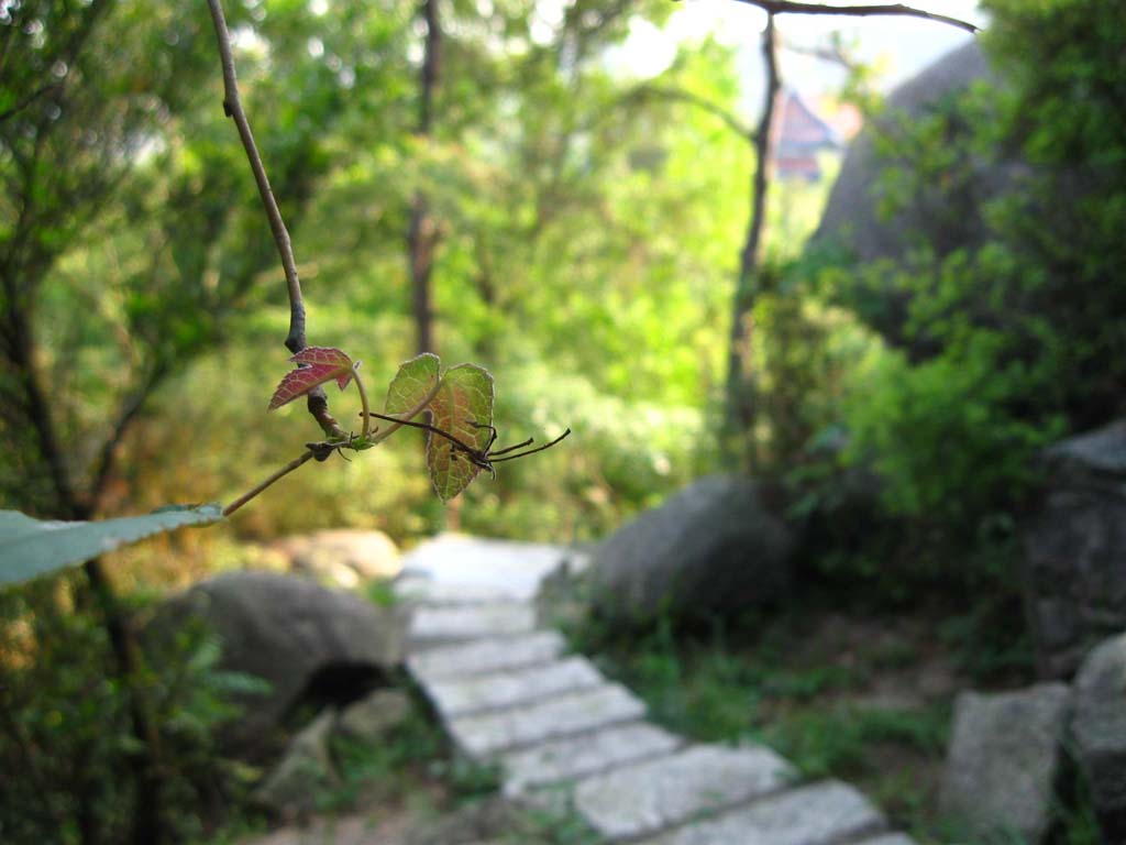 朦胧小路 摄影 摄色熊