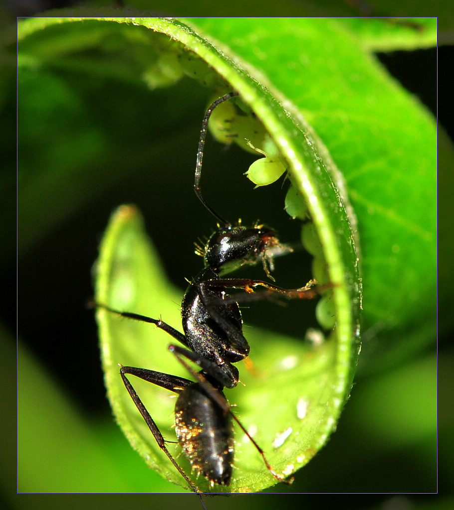蚂蚁和蚜虫！ 摄影 nottobe